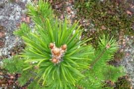 В посёлке Мурмаши в рамках акции «Лес Победы» появилась Аллея Славы