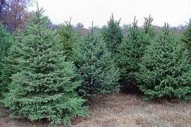 В Мурманской области высадили 1,5 тысячи саженцев сосны