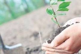 Петрозаводчане смогут посадить деревья в память о погибших в ВОВ