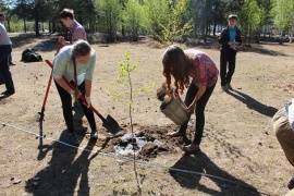 В Печоре вырастят «Лес Победы»