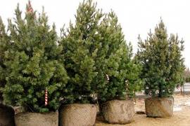 Ленобласть будет участвовать во всероссийской акции посадки деревьев в честь 70-летия Победы