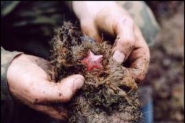 Поисковым отрядом «69 параллель» найдены останки советского солдата, погибшего во время Великой Отечественной войны