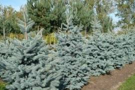 19 голубых елей посадят сегодня у Вечного огня в Петрозаводске