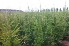 Под Мурманском высадят 200 лиственниц