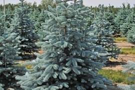 В Петрозаводске высадят молодые деревья