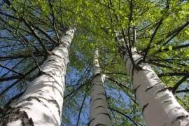 Вологодчина предоставила саженцы березы для рощи в Парке Победы