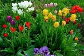  На благоустройство цветников Великого Новгорода потратят 299,5 тысяч рублей 